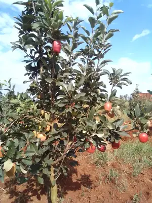 Fruit Gardening and Maintenance
