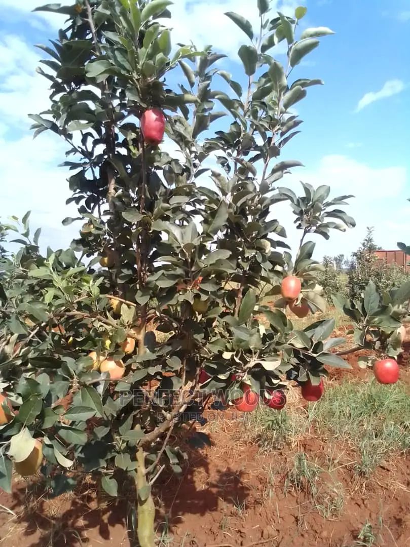 Fruit Gardening and Maintenance