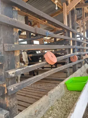 Farm Structuring