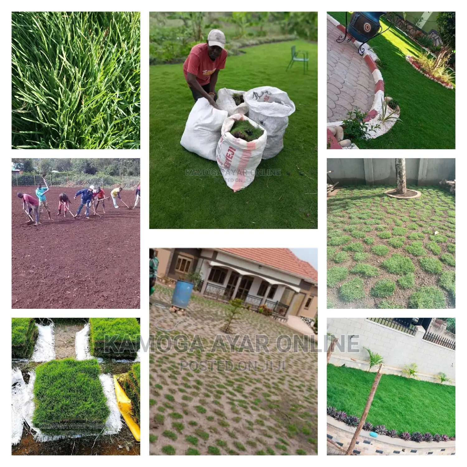 Hybrid Lawn Paspalum Grass Carpet/Natural Grass Carpet Grass