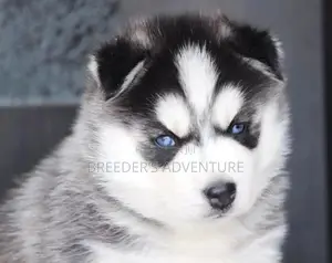 1-3 Months Male Purebred Siberian Husky
