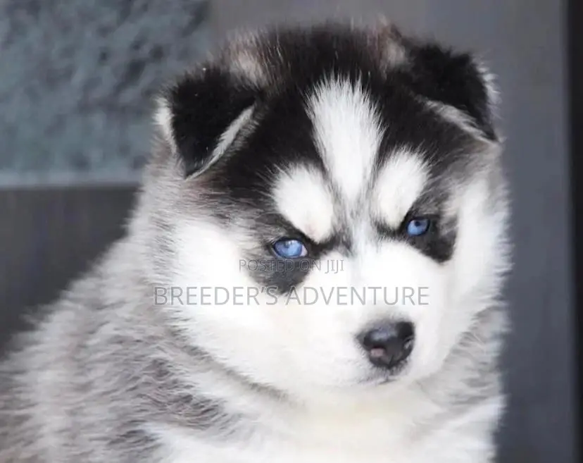 1-3 Months Male Purebred Siberian Husky