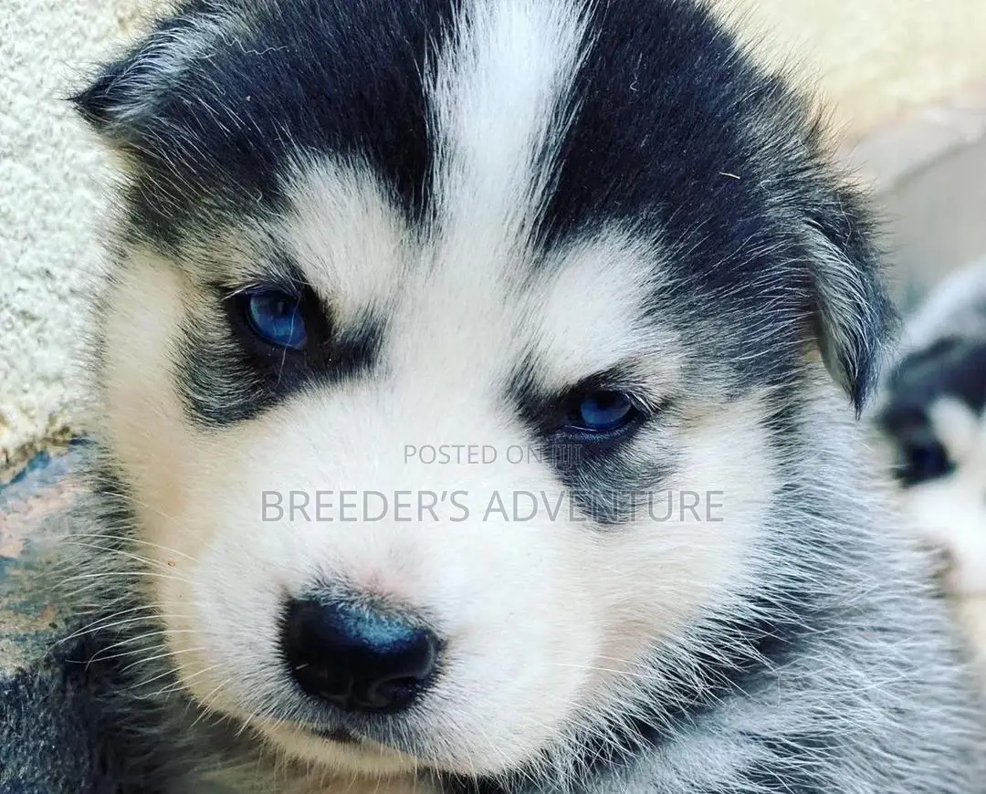1-3 Months Male Purebred Siberian Husky