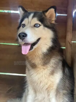 1-3 Months Male Purebred Siberian Husky