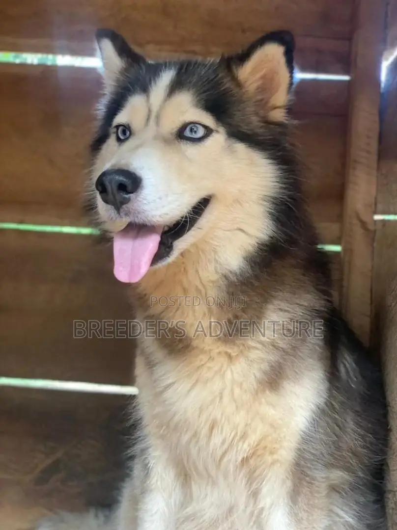 1-3 Months Male Purebred Siberian Husky
