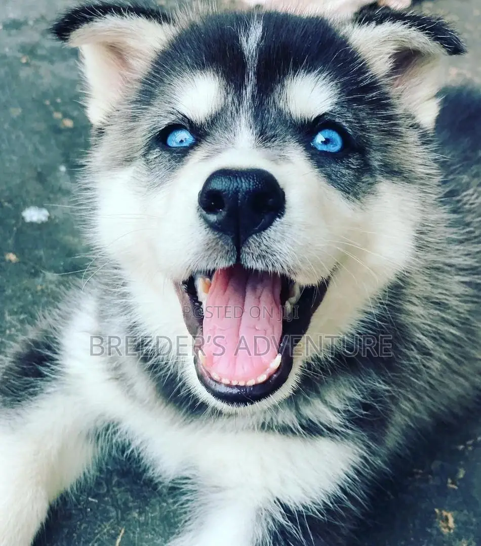 1-3 Months Male Purebred Siberian Husky