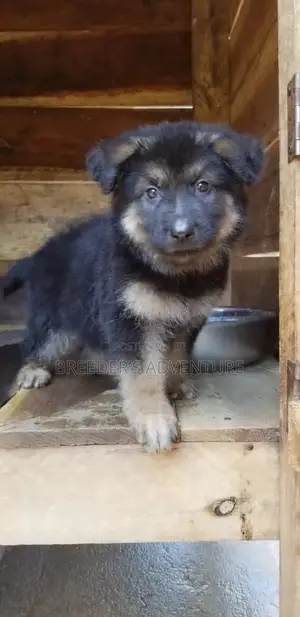 1-3 Months Male Purebred German Shepherd