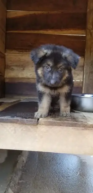 1-3 Months Male Purebred German Shepherd