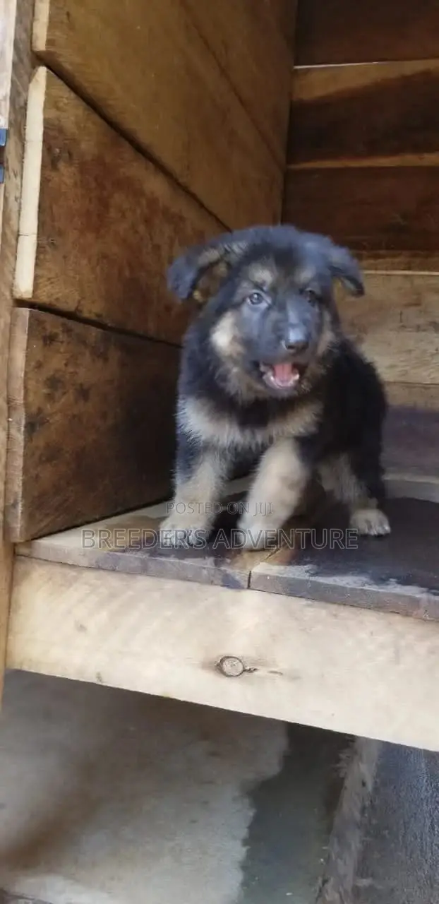 1-3 Months Male Purebred German Shepherd
