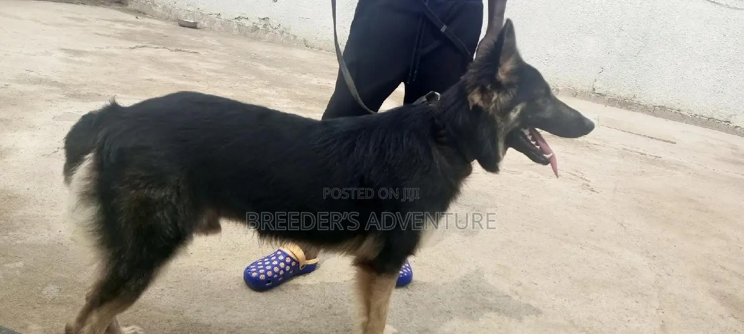 6-12 Months Male Purebred German Shepherd