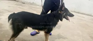 6-12 Months Male Purebred German Shepherd