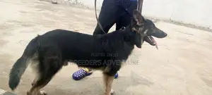 6-12 Months Male Purebred German Shepherd