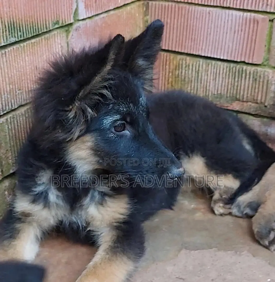 3-6 Months Male Purebred German Shepherd