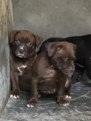 1-3 Months Male Purebred American Pit Bull Terrier