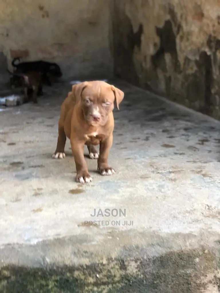 1-3 Months Male Purebred American Pit Bull Terrier