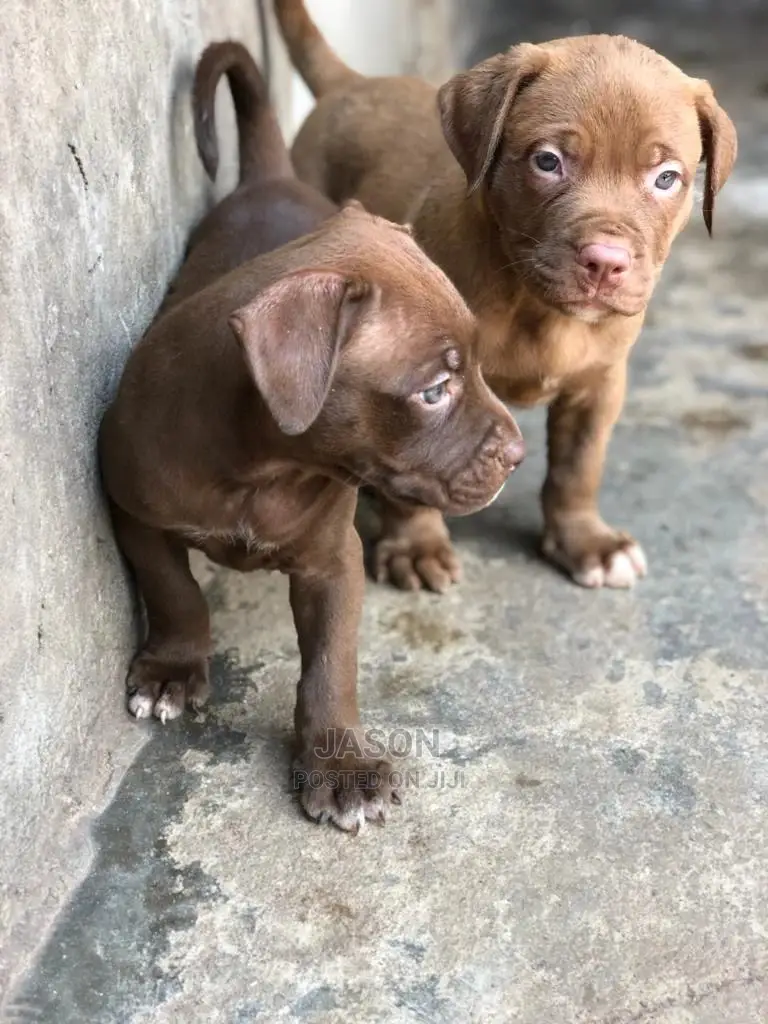 1-3 Months Male Purebred American Pit Bull Terrier