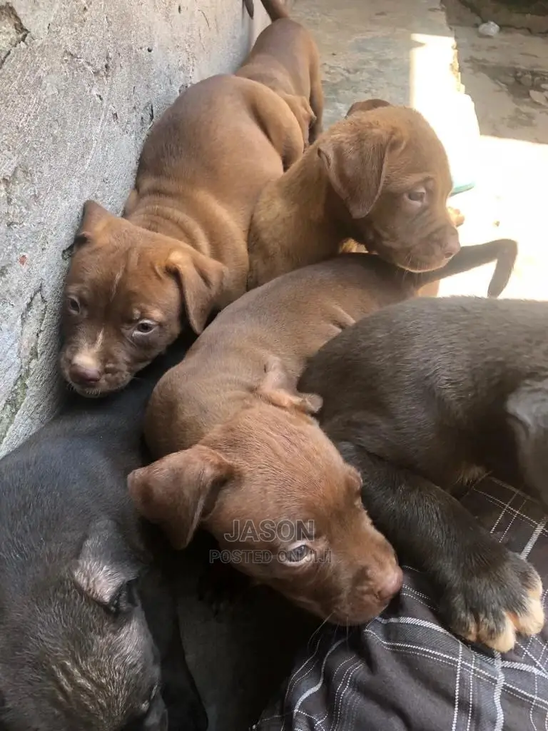 1-3 Months Male Purebred American Pit Bull Terrier