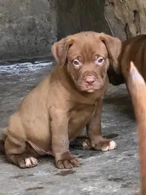 1-3 Months Male Purebred American Pit Bull Terrier