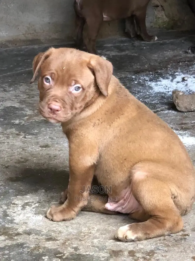1-3 Months Male Purebred American Pit Bull Terrier