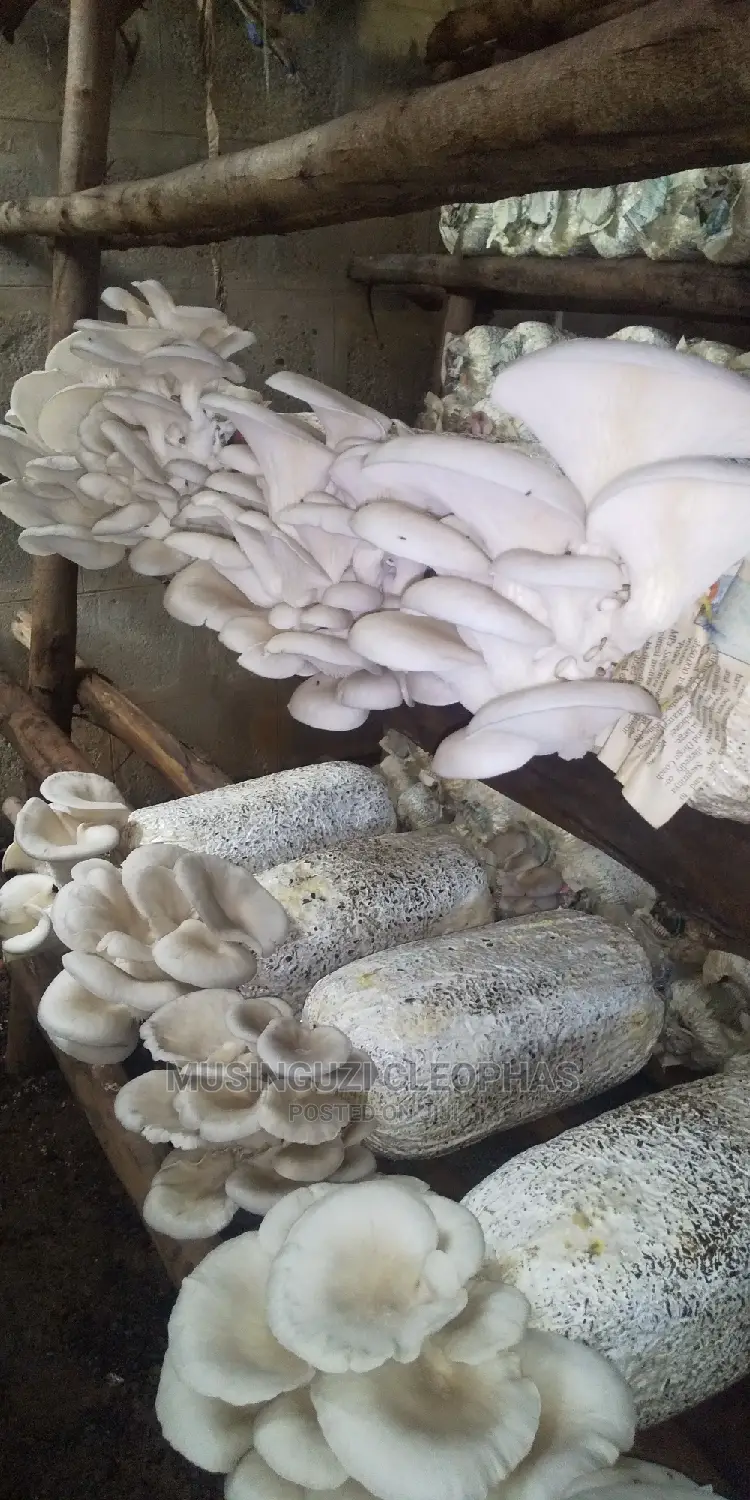 Fresh Mushrooms At Kg