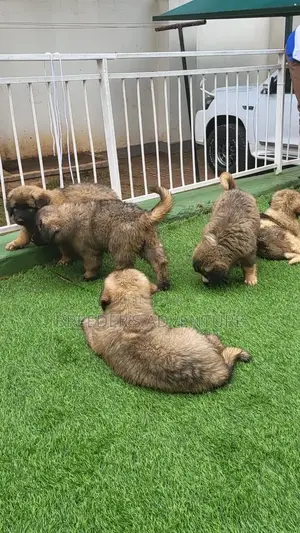 1-3 Months Male Purebred Caucasian Shepherd