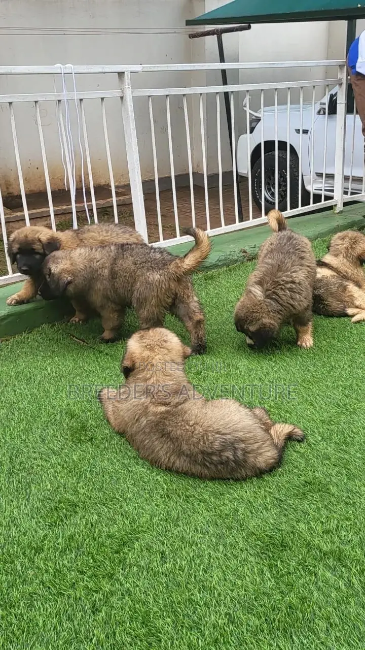 1-3 Months Male Purebred Caucasian Shepherd