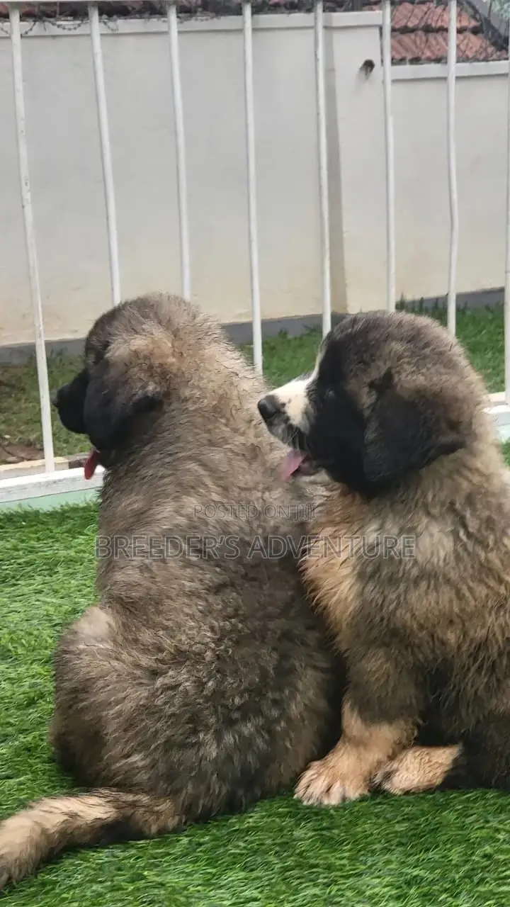 1-3 Months Male Purebred Caucasian Shepherd