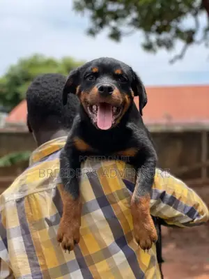 3-6 Months Male Purebred Rottweiler