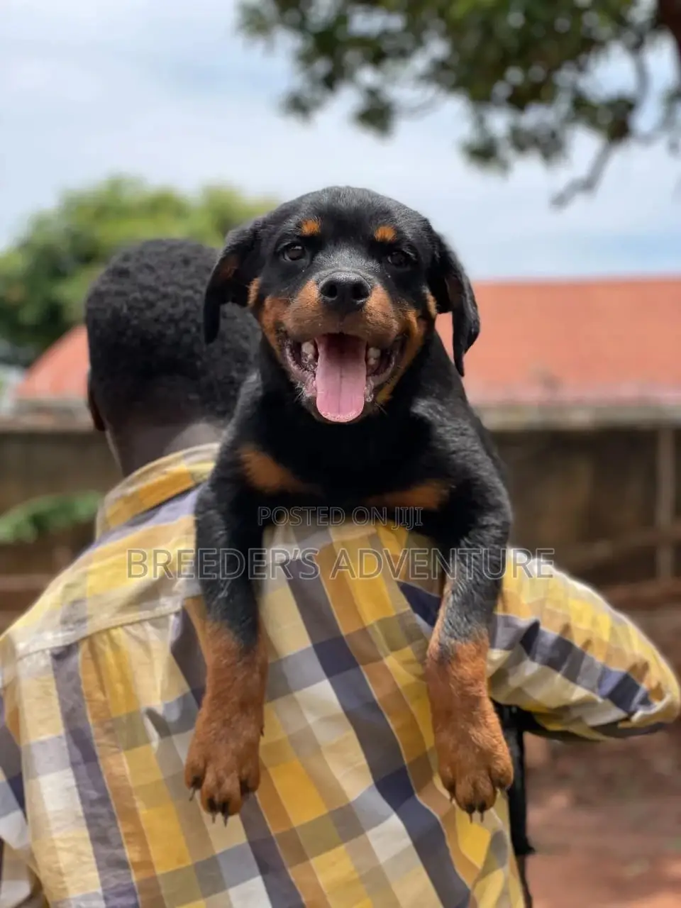 3-6 Months Male Purebred Rottweiler