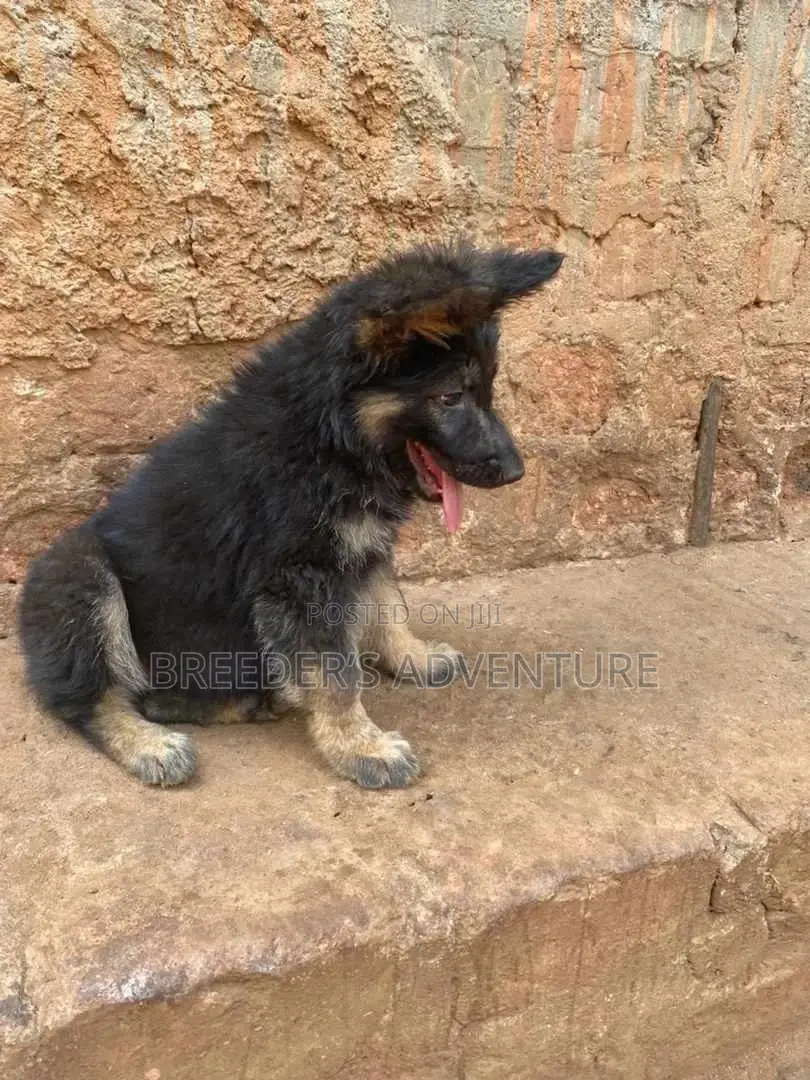 1-3 Months Male Purebred German Shepherd