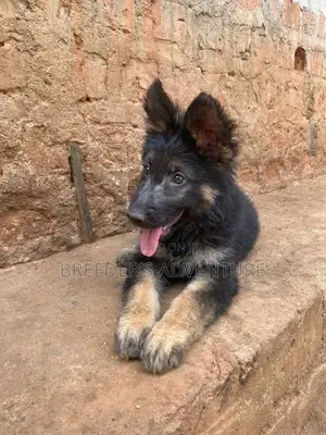 1-3 Months Male Purebred German Shepherd