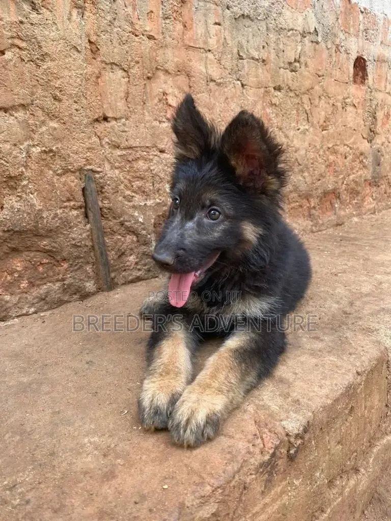 1-3 Months Male Purebred German Shepherd