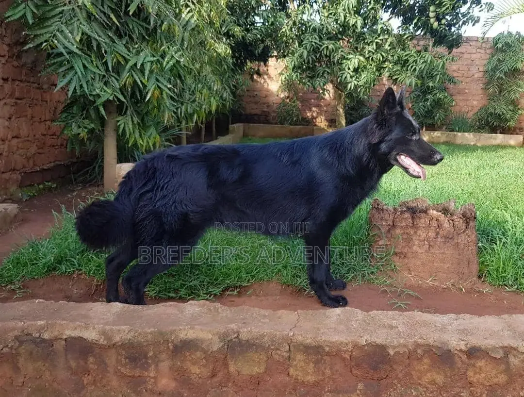 6-12 Months Male Purebred German Shepherd