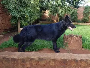 6-12 Months Male Purebred German Shepherd
