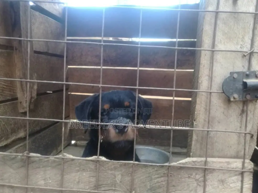 3-6 Months Male Purebred Rottweiler