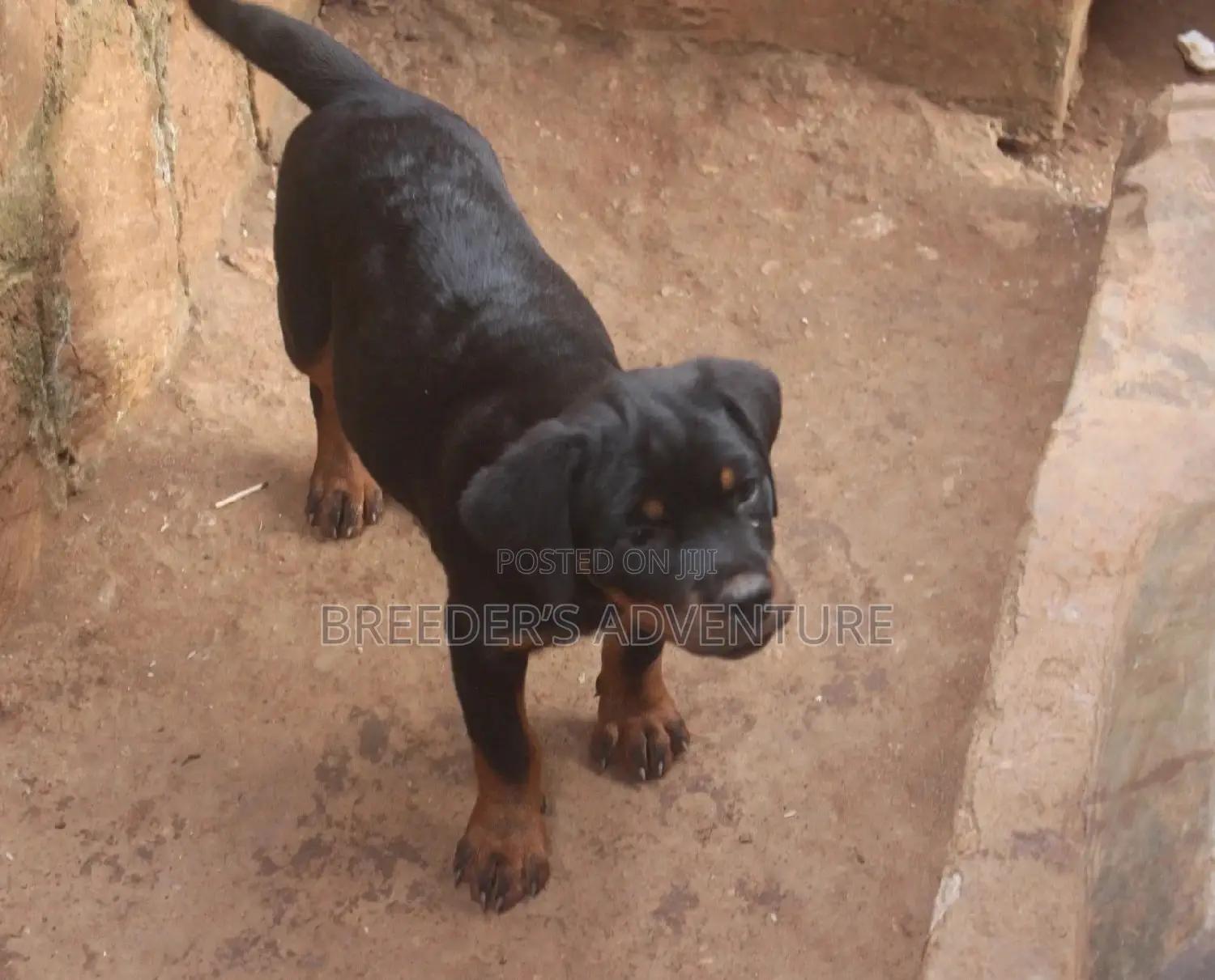 3-6 Months Male Purebred Rottweiler