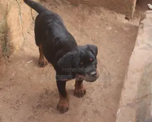3-6 Months Male Purebred Rottweiler