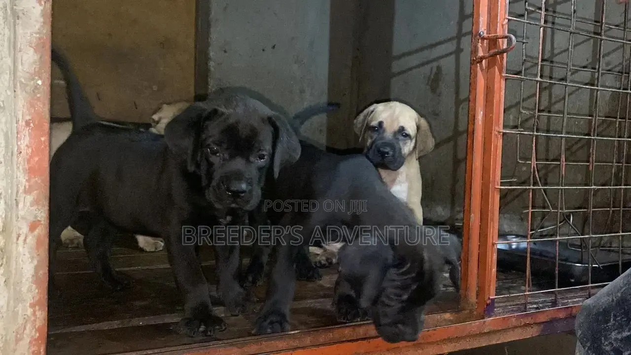 1-3 Months Male Purebred Boerboel