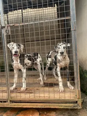 3-6 Months Male Purebred Great Dane
