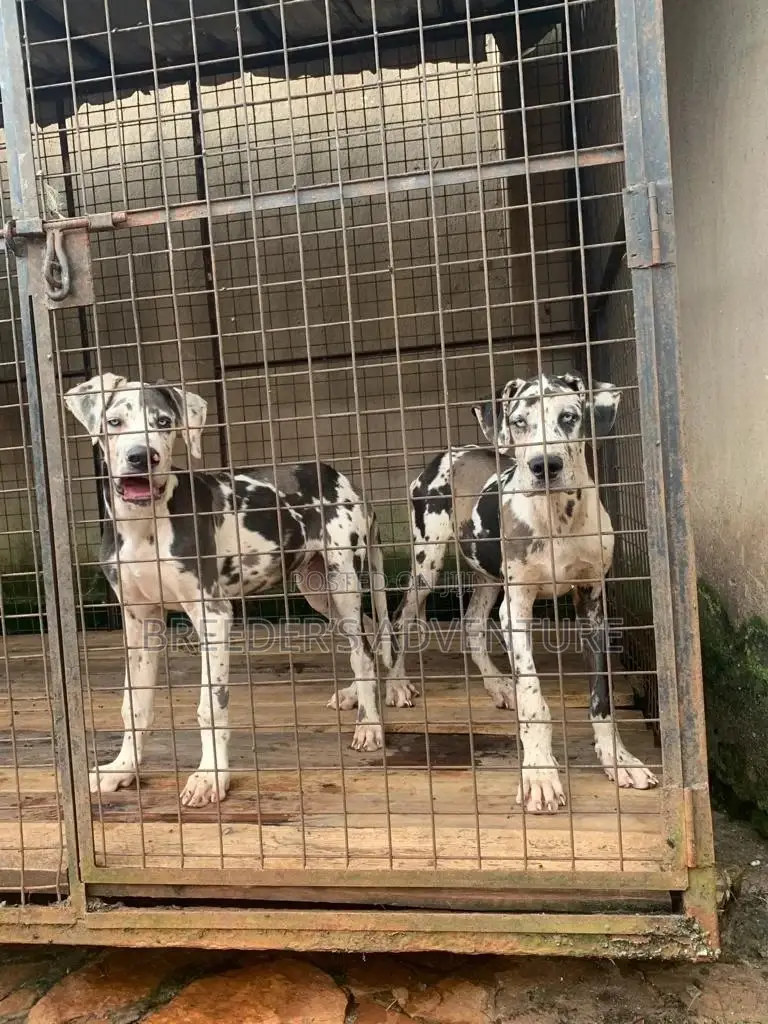 3-6 Months Male Purebred Great Dane