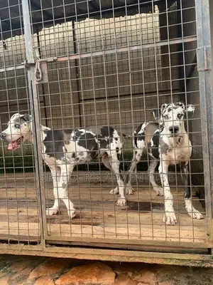 3-6 Months Male Purebred Great Dane