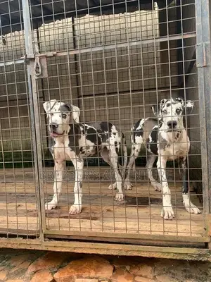 3-6 Months Male Purebred Great Dane