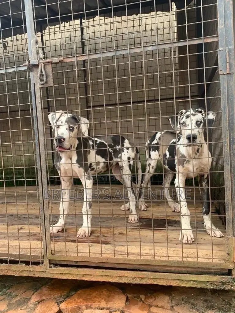 3-6 Months Male Purebred Great Dane