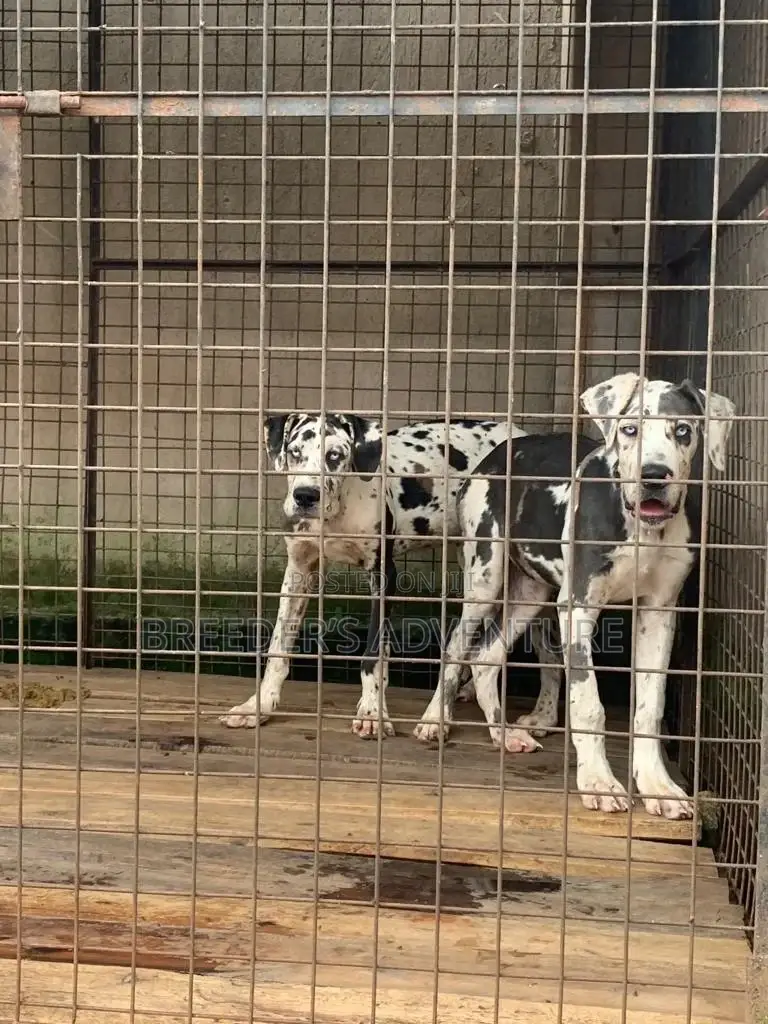 3-6 Months Male Purebred Great Dane
