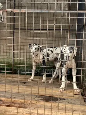 3-6 Months Male Purebred Great Dane