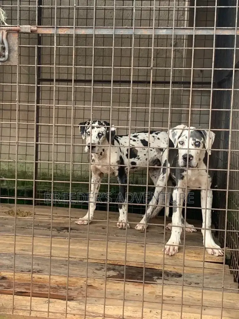 3-6 Months Male Purebred Great Dane