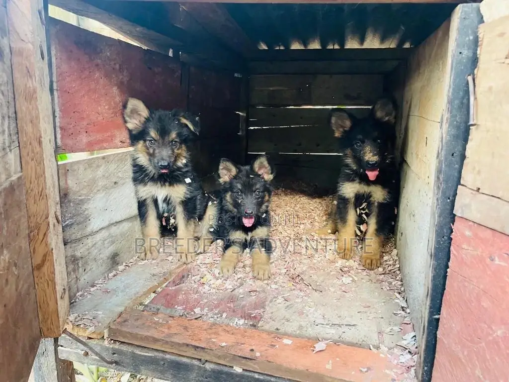 1-3 Months Female Purebred German Shepherd