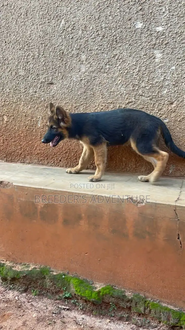 3-6 Months Male Purebred German Shepherd