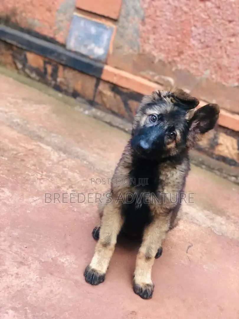 3-6 Months Female Purebred German Shepherd