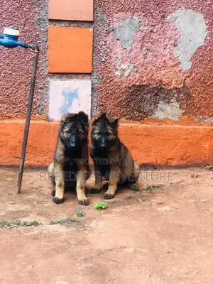 3-6 Months Female Purebred German Shepherd